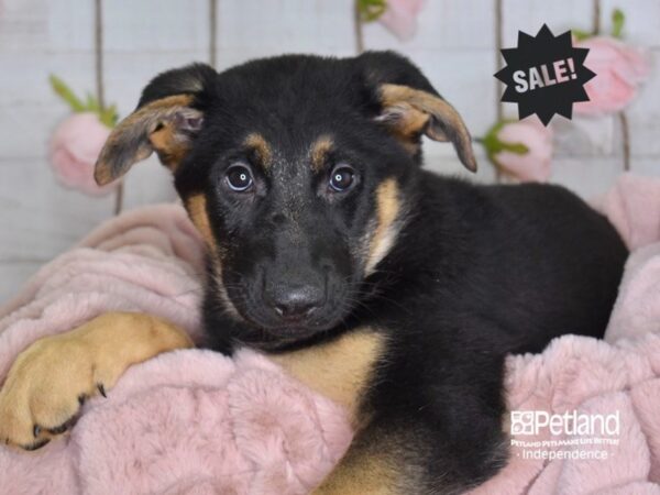 German Shepherd DOG Female Black & Tan 3634 Petland Independence, Missouri