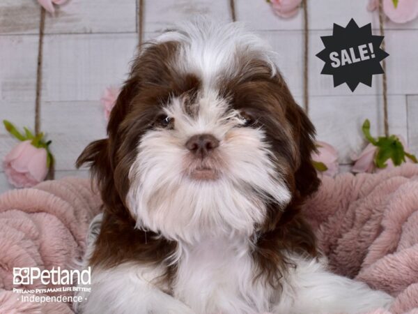 Shih Tzu DOG Male Chocolate & White 3509 Petland Independence, Missouri