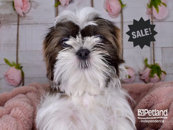 Shih Tzu-DOG-Male-Blue & White-3448-Petland Independence, Missouri