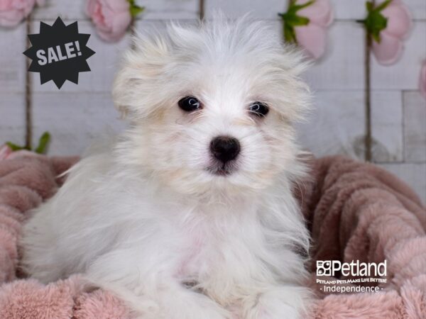 Pom A Poo DOG Female Tan & White 3674 Petland Independence, Missouri