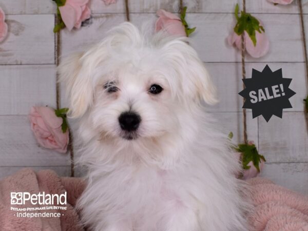 Maltipom-DOG-Male-Cream-3460-Petland Independence, Missouri