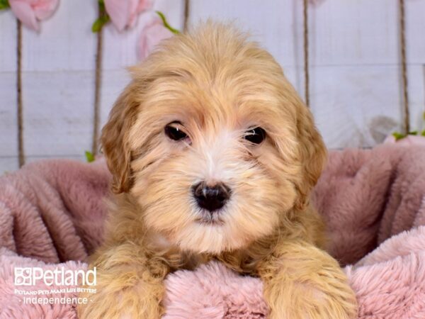 Mini Goldendoodle 2nd Gen.-DOG-Female-Red-3721-Petland Independence & Lee's Summit, MO