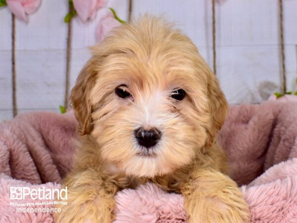 Mini Goldendoodle 2nd Gen. DOG Female Red 3721 Petland Independence, Missouri