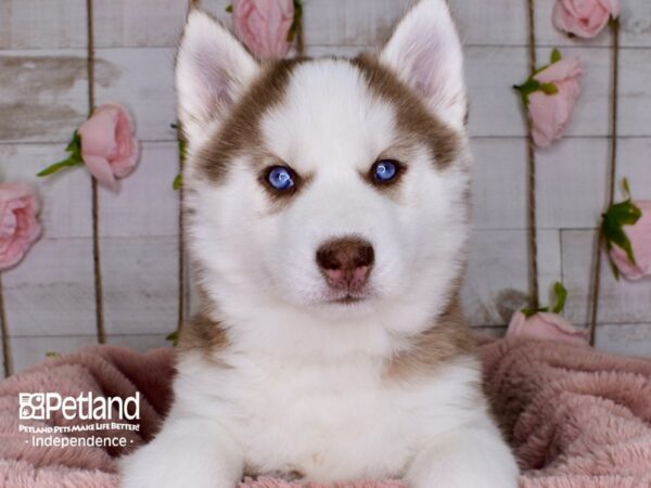 Siberian Husky-DOG-Female-Red & White-3706-Petland Independence, Missouri