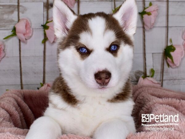 Siberian Husky-DOG-Female-Red and White-3724-Petland Independence & Lee's Summit, MO