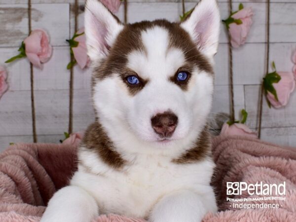 Siberian Husky-DOG-Female-Red and White-3724-Petland Independence, Missouri