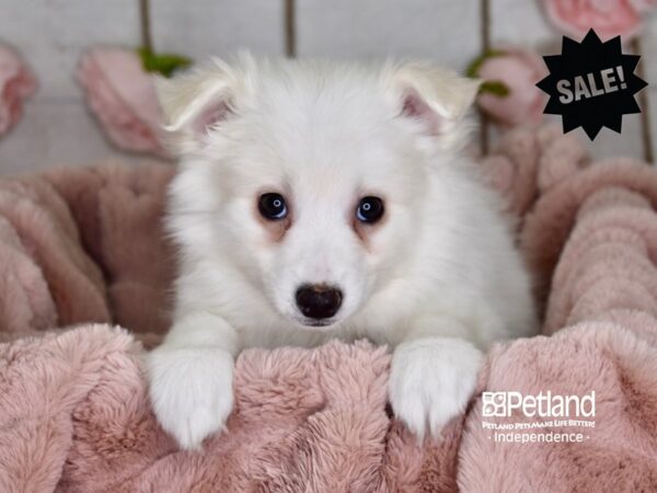 American Eskimo-DOG-Female-White-3644-Petland Independence, Missouri