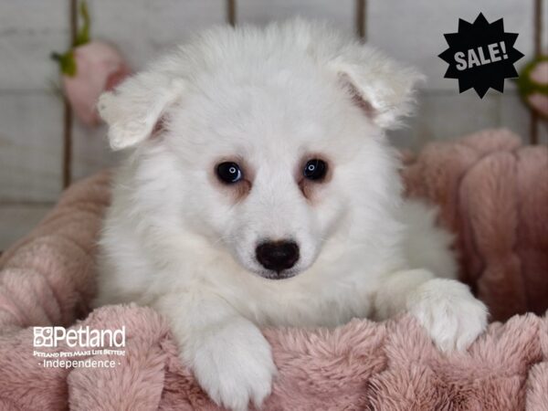 American Eskimo-DOG-Female-White-3645-Petland Independence & Lee's Summit, MO