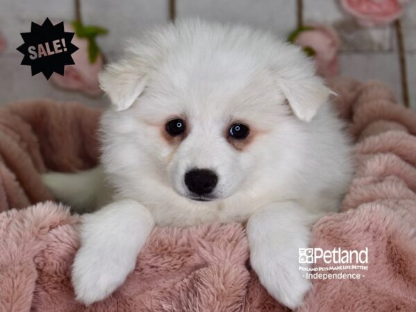 American Eskimo-DOG-Female-White-3636-Petland Independence, Missouri