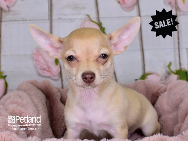 Chihuahua-DOG-Male-Sable-3567-Petland Independence, Missouri