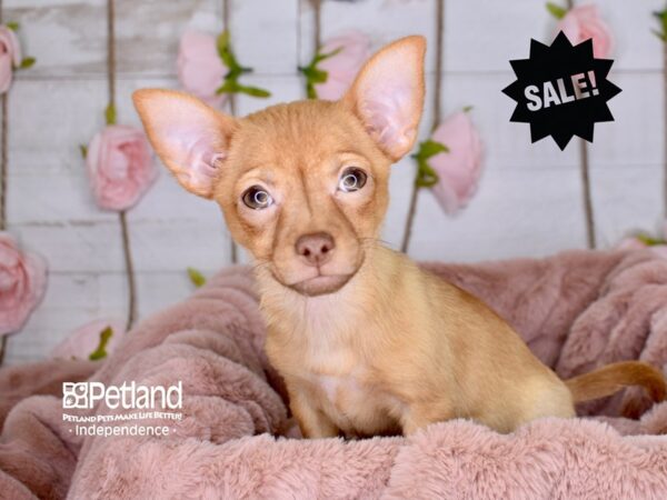 Chihuahua-DOG-Female-Red-3519-Petland Independence, Missouri