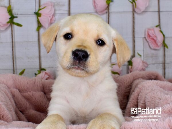 Labrador Retriever DOG Male Yellow 3725 Petland Independence, Missouri