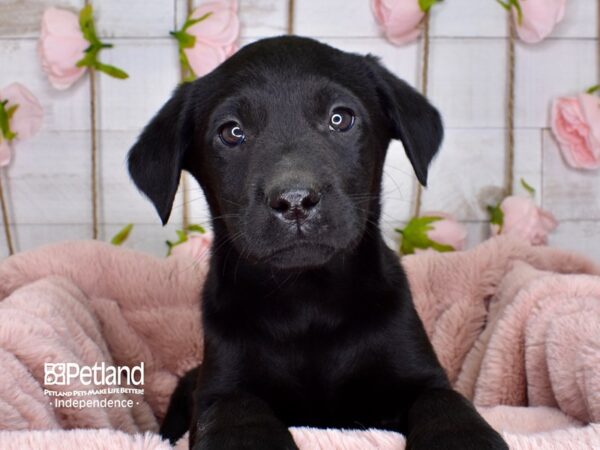 Labrador Retriever-DOG-Female-Black-3728-Petland Independence, Missouri
