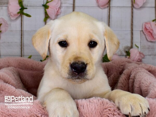 Labrador Retriever-DOG-Male-Yellow-3726-Petland Independence, Missouri