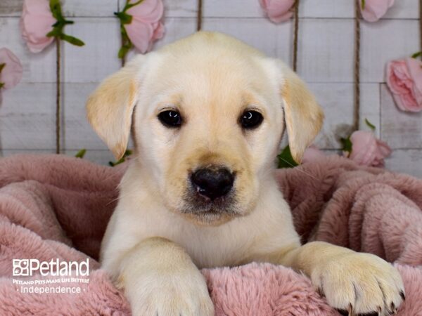 Labrador Retriever DOG Male Yellow 3726 Petland Independence, Missouri