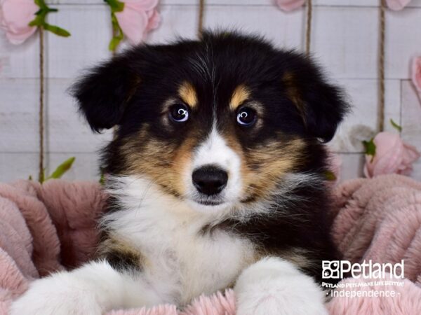 Miniature Australian Shepherd-DOG-Female-Black-3734-Petland Independence & Lee's Summit, MO