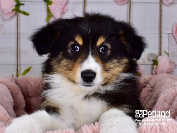 Miniature Australian Shepherd DOG Female Black 3734 Petland Independence, Missouri