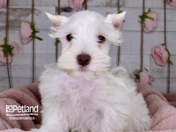 Miniature Schnauzer-DOG-Male-White-3732-Petland Independence & Lee's Summit, MO