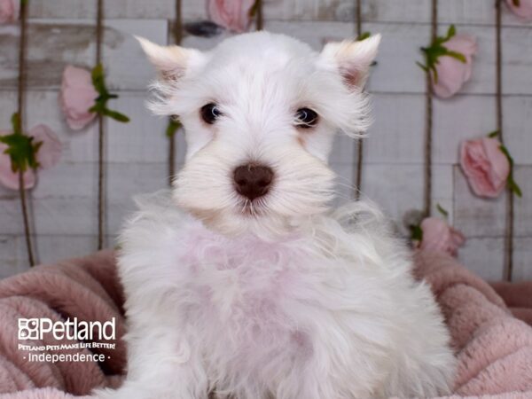 Miniature Schnauzer DOG Male White 3732 Petland Independence, Missouri