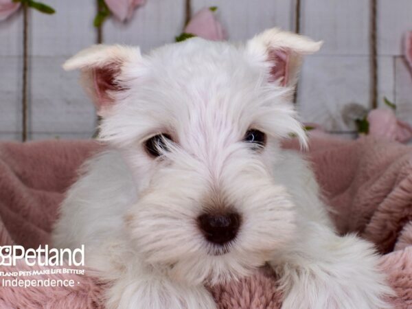 Miniature Schnauzer DOG Female 3731 Petland Independence, Missouri