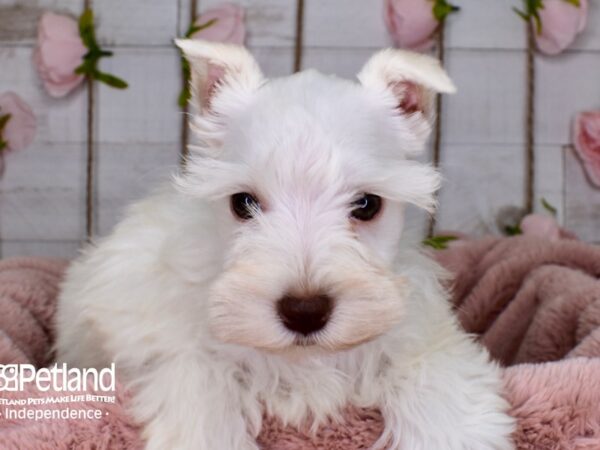 Miniature Schnauzer-DOG-Female--3730-Petland Independence & Lee's Summit, MO