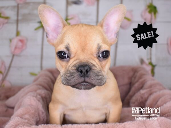 French Bulldog-DOG-Male-Red-3515-Petland Independence & Lee's Summit, MO