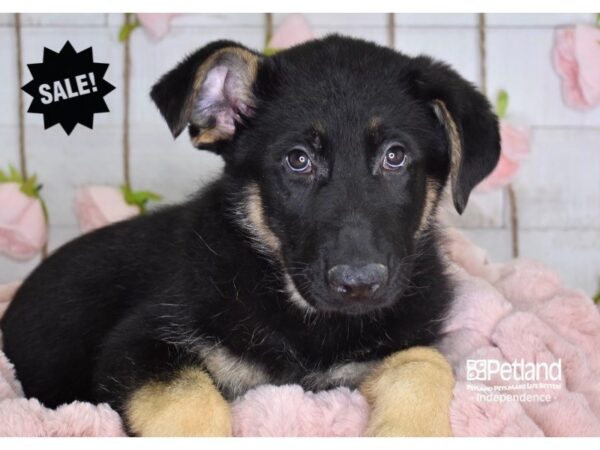 German Shepherd DOG Male Black & Tan 3632 Petland Independence, Missouri