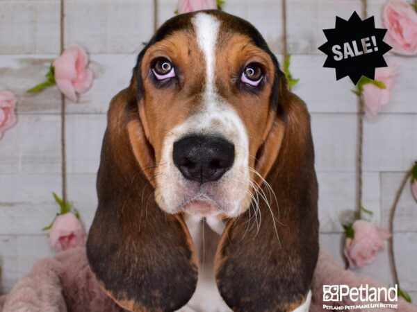 Basset Hound DOG Female 3581 Petland Independence, Missouri