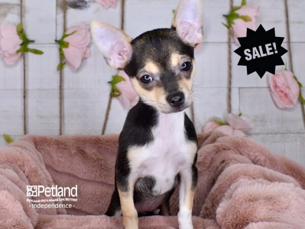 Chihuahua DOG Female Black Tri-Color 3568 Petland Independence, Missouri