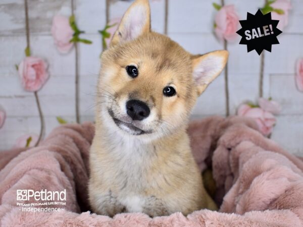 Shiba Inu-DOG-Female-Cream-3579-Petland Independence & Lee's Summit, MO
