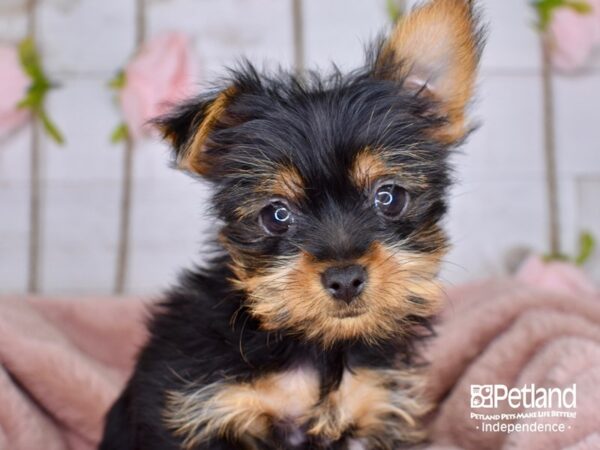 Yorkshire Terrier DOG Female Black and Tan 3741 Petland Independence, Missouri