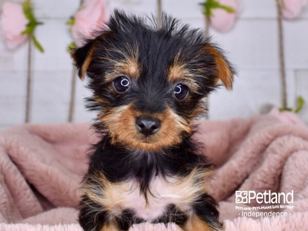 Yorkshire Terrier-DOG-Female-Black and Tan-3740-Petland Independence & Lee's Summit, MO
