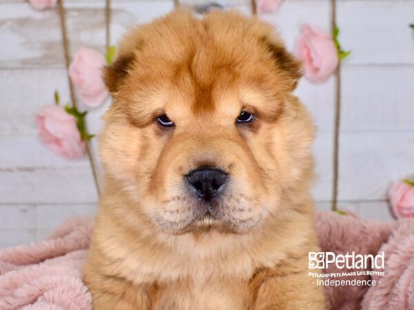 Chinese Shar-Pei-DOG-Male--3738-Petland Independence, Missouri