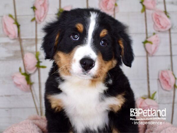Bernese Mountain Dog-DOG-Male-Black and Rust-3739-Petland Independence & Lee's Summit, MO