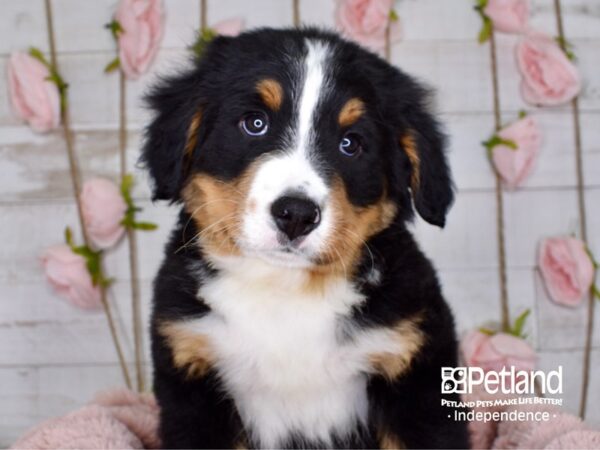 Bernese Mountain Dog DOG Male Black and Rust 3739 Petland Independence, Missouri