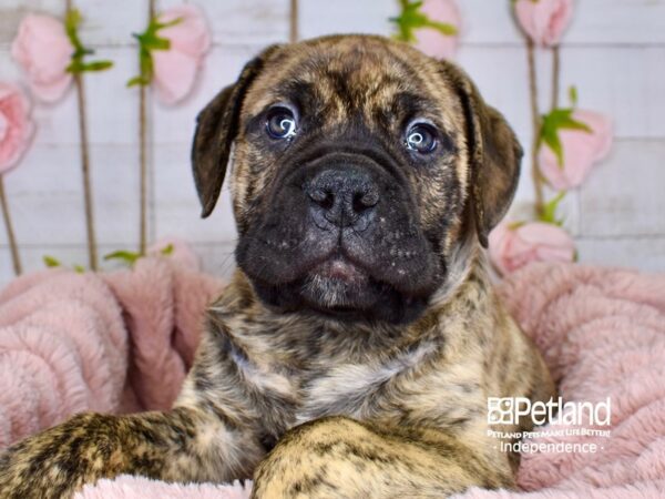 Bull Mastiff DOG Male Brindle 3735 Petland Independence, Missouri