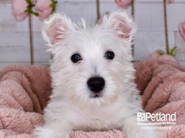 West Highland White Terrier-DOG-Female-White-3737-Petland Independence, Missouri