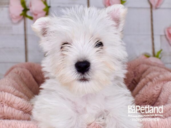 West Highland White Terrier DOG Female White 3756 Petland Independence, Missouri