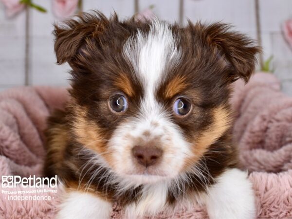 Toy Australian Shepherd-DOG-Female-Red Tri-Color-3765-Petland Independence, Missouri