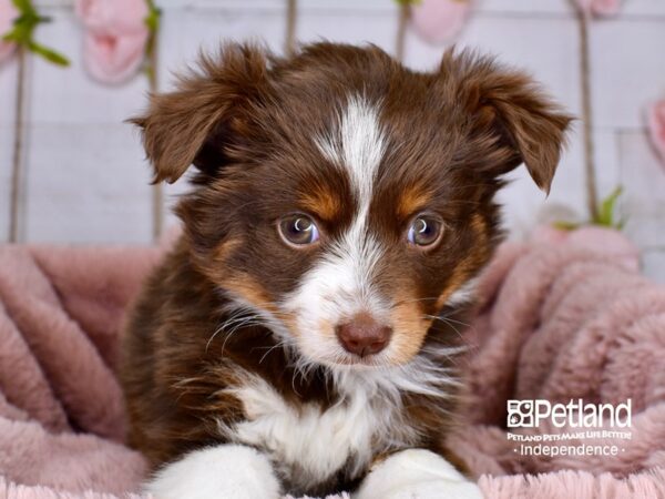 Toy Australian Shepherd-DOG-Female-Red Tri-Color-3764-Petland Independence, Missouri