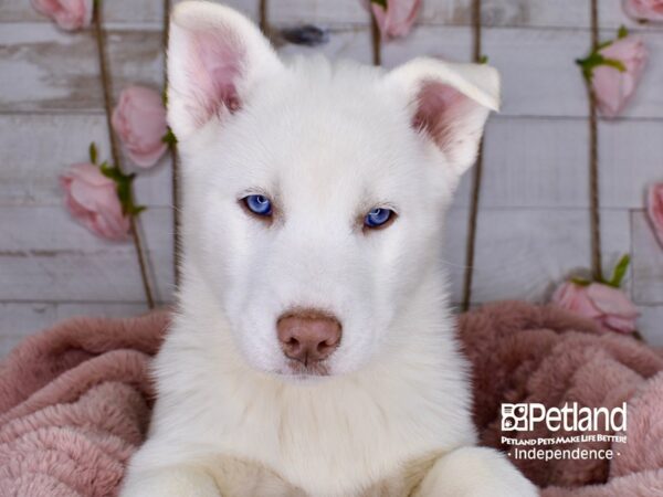 Siberian Husky DOG Female White 3771 Petland Independence, Missouri