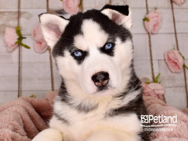Siberian Husky-DOG-Male-Black and White-3770-Petland Independence & Lee's Summit, MO