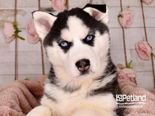 Siberian Husky-DOG-Male-Black and White-3770-Petland Independence, Missouri