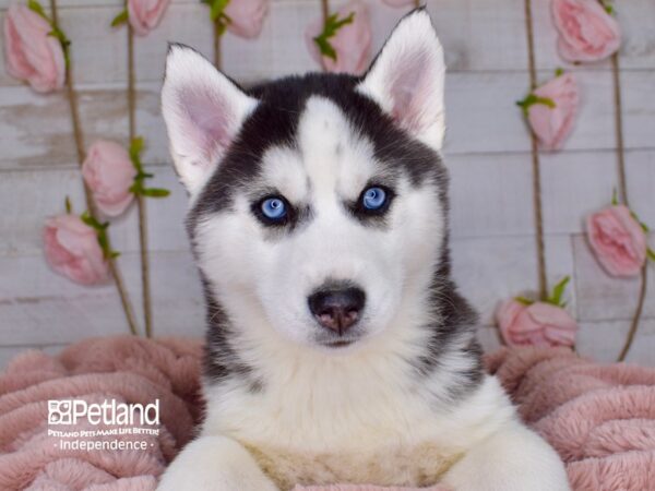 Siberian Husky-DOG-Female-Black and White-3769-Petland Independence, Missouri