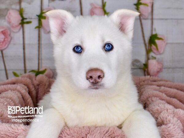 Siberian Husky-DOG-Male-White-3767-Petland Independence, Missouri