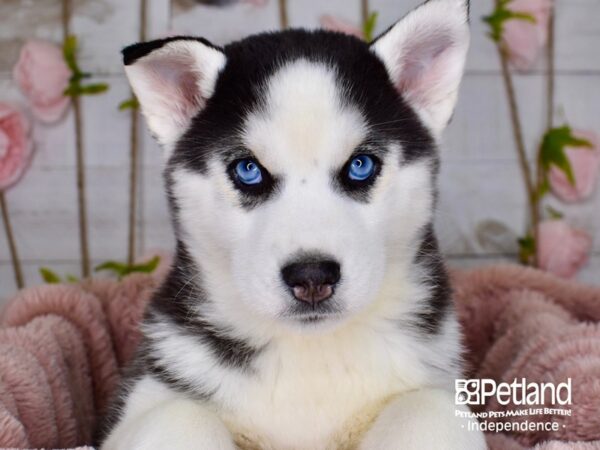 Siberian Husky-DOG-Female-Black and White-3766-Petland Independence, Missouri