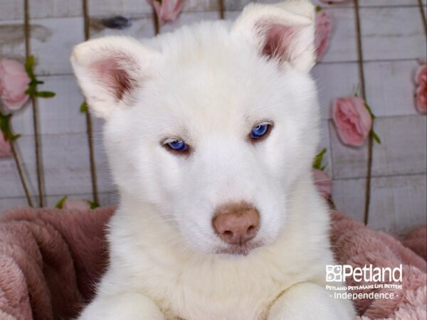 Siberian Husky DOG Male Black and White 3742 Petland Independence, Missouri