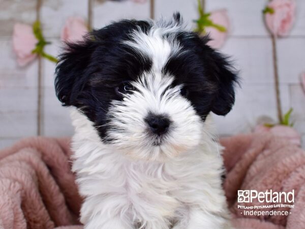 Shih Poo DOG Female Black and White 3749 Petland Independence, Missouri