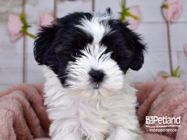 Shih Poo-DOG-Female-Black and White-3749-Petland Independence & Lee's Summit, MO