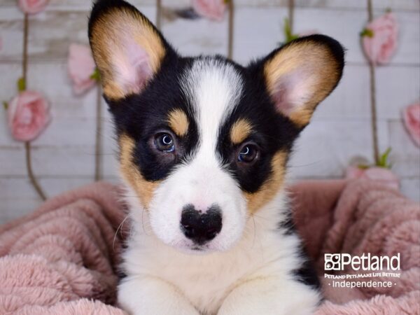 Pembroke Welsh Corgi-DOG-Male-TriColor-3759-Petland Independence, Missouri